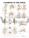 Ligaments of the Joints Anatomical Chart